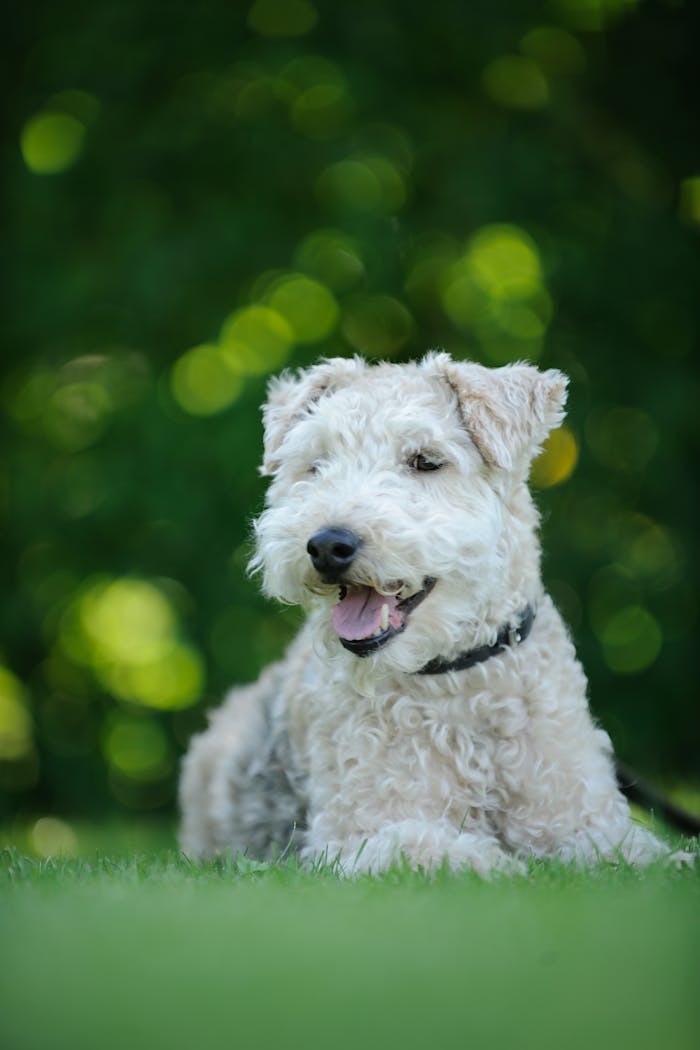 Charming Lakeland Terrier dog relaxing on a lush green lawn on a sunny day.