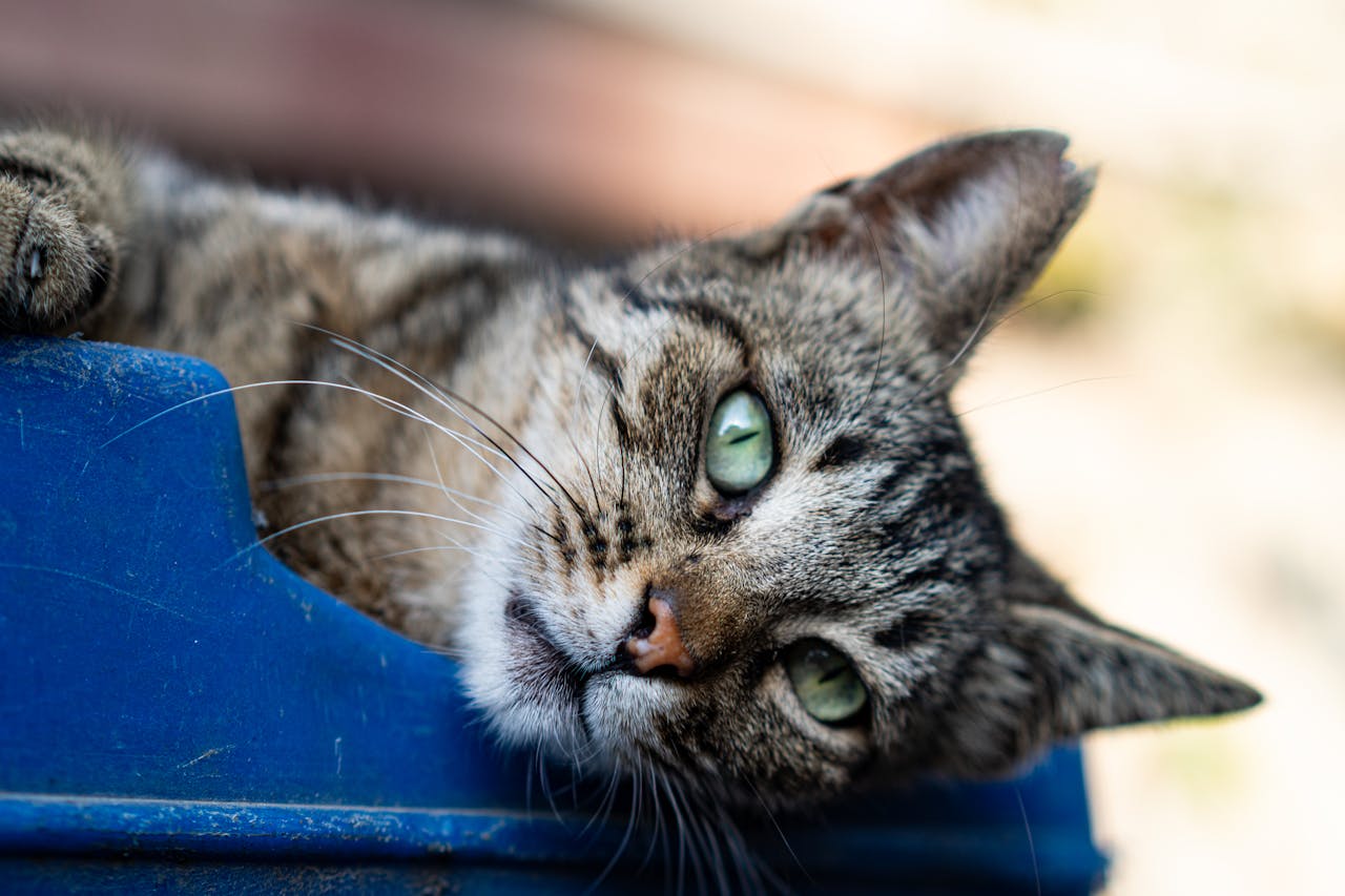 Close-up of a playful tabby cat with green eyes laying outdoors on a blue surface.