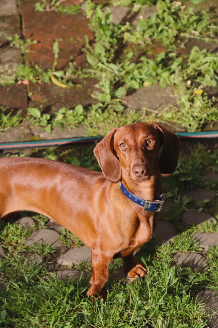 Adorable Dachshund dog standing on grass outdoors.