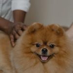 Full Behaviour Consult