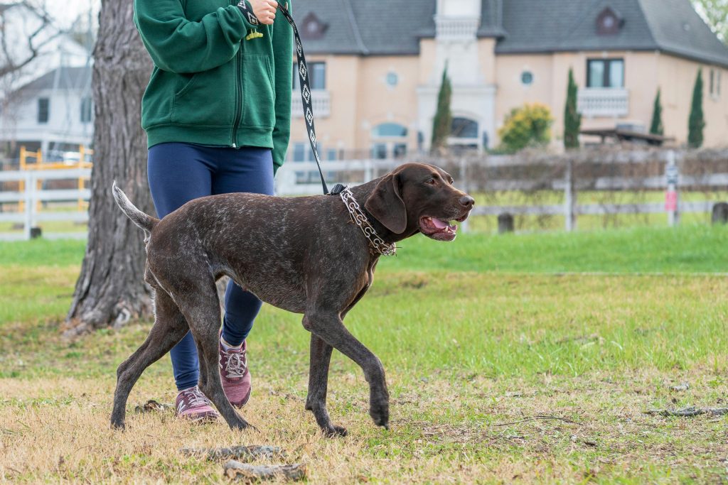 German Shorthaired Pointer dog on a walk with a person in a grassy outdoor setting.