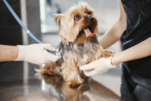 Adorable Yorkshire Terrier receiving a medical checkup at a vet clinic.