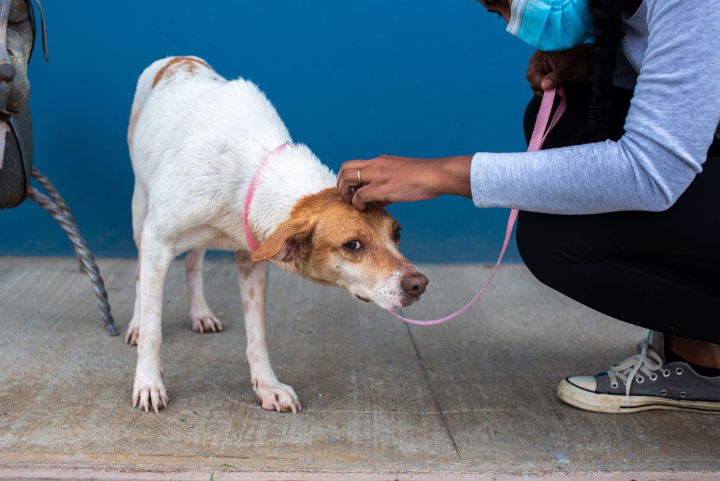 pexels photo 30556345 30556345 A mix breed dog on a leash being comforted by a caregiver in Trinidad and Tobago.