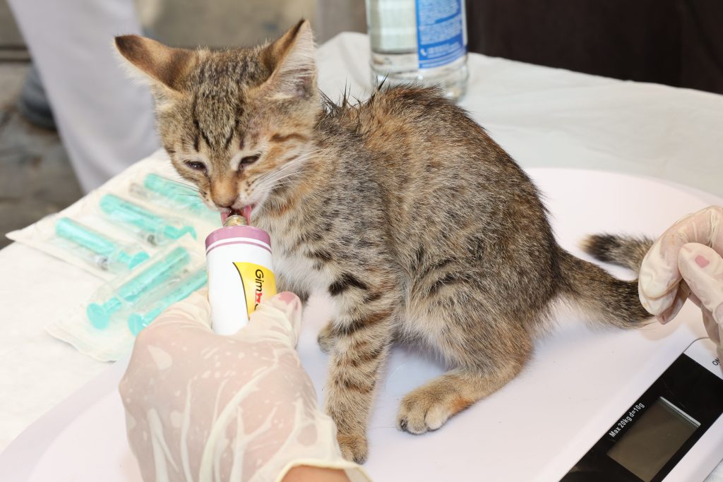 pexels photo 33394322 33394322 A young gray tabby kitten being fed by a veterinarian, showcasing compassionate animal care.