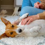 Nutrition Follow-Up Consult