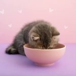 Nourishing Nutrition Package
